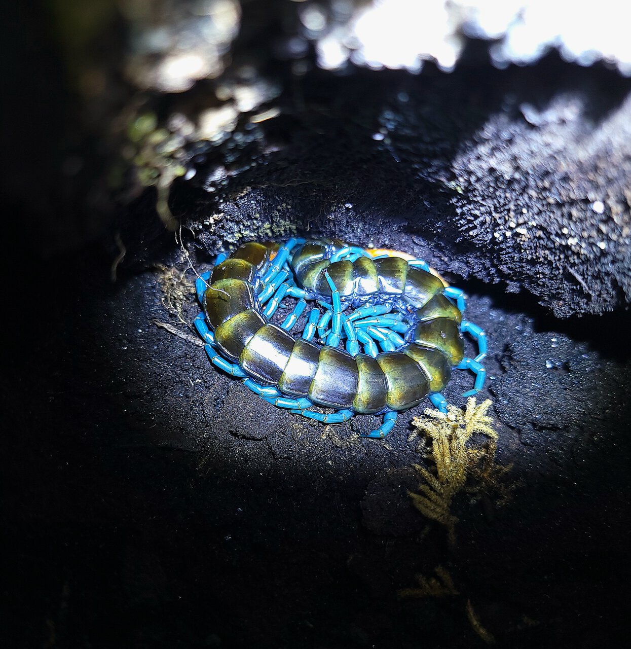 Scolopendra paradoxa