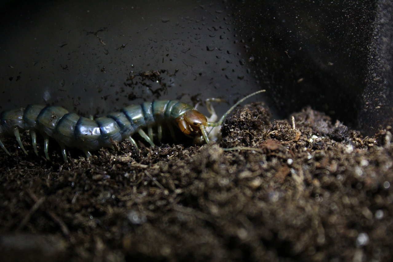 Scolopendra Polymorpha.1