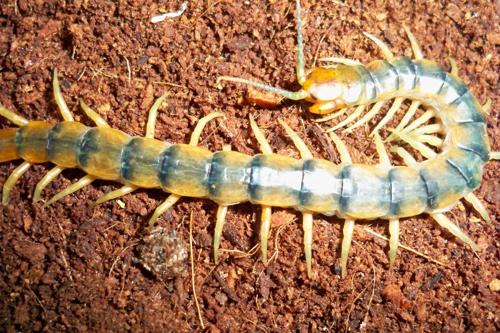 Scolopendra polymorpha