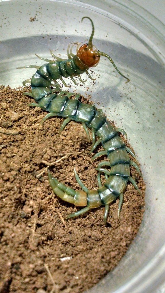 Scolopendra polymorpha