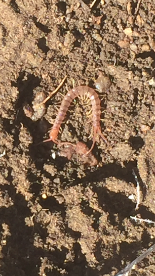 Scolopendra Prescott