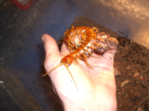 Scolopendra '' Robusta'' Gigantea