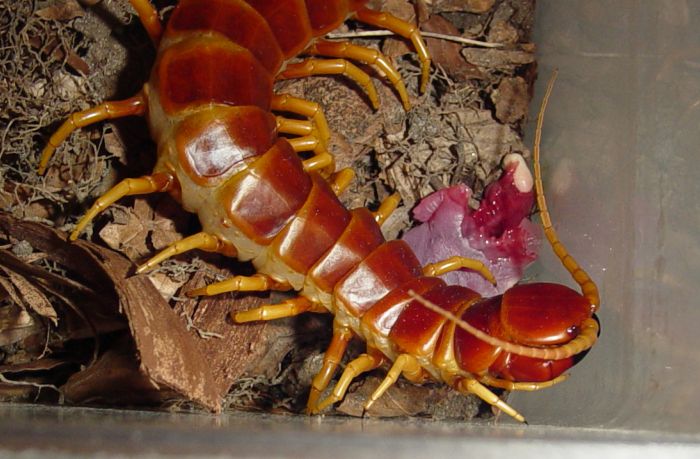 Scolopendra robusta of 10''