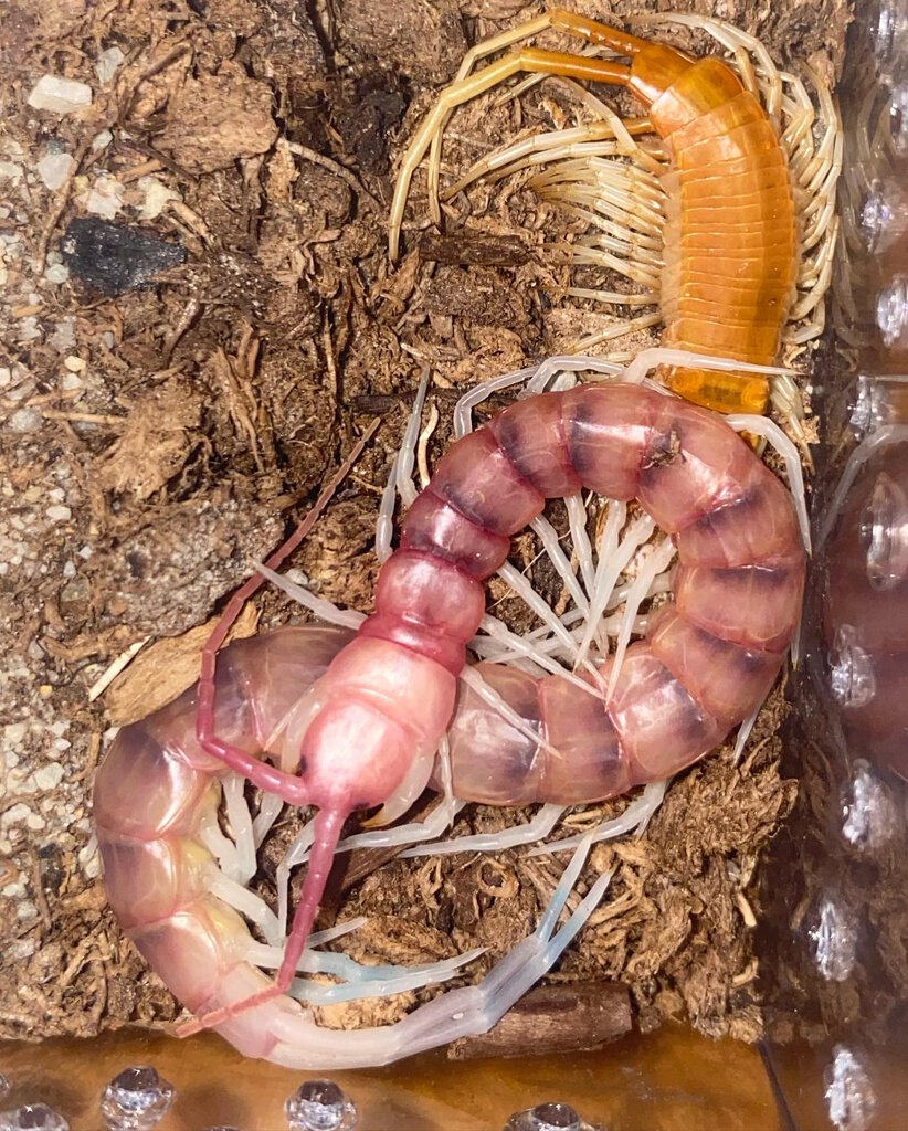 Scolopendra sp. “White Legs”