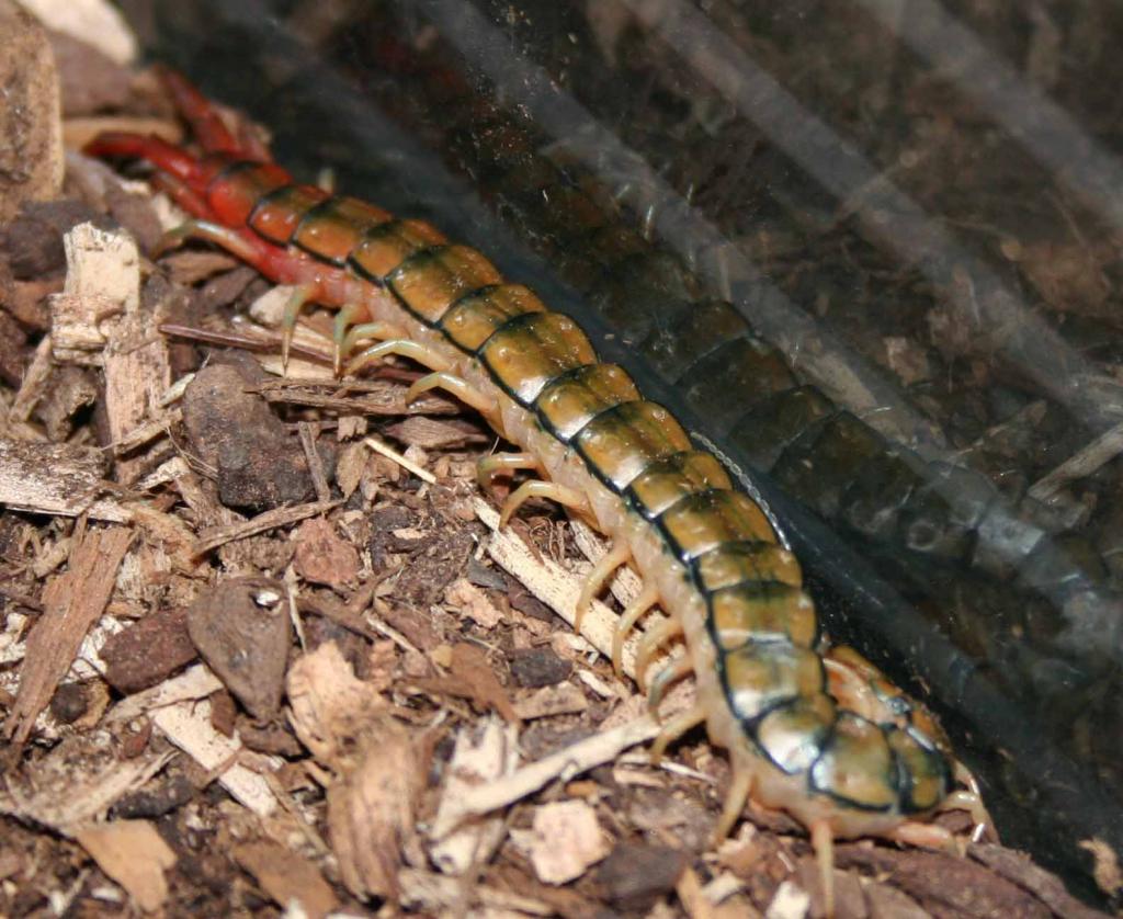 Scolopendra sp morsitans