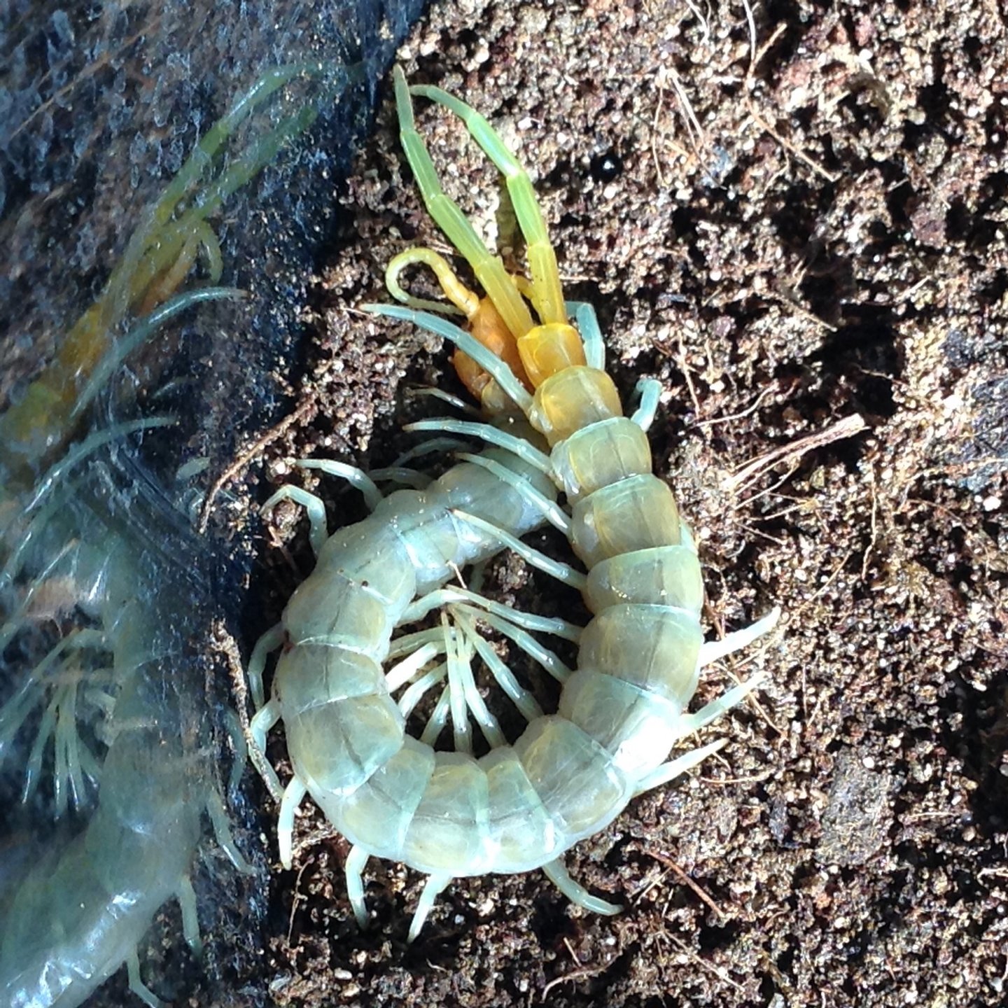 Scolopendra sp. North America