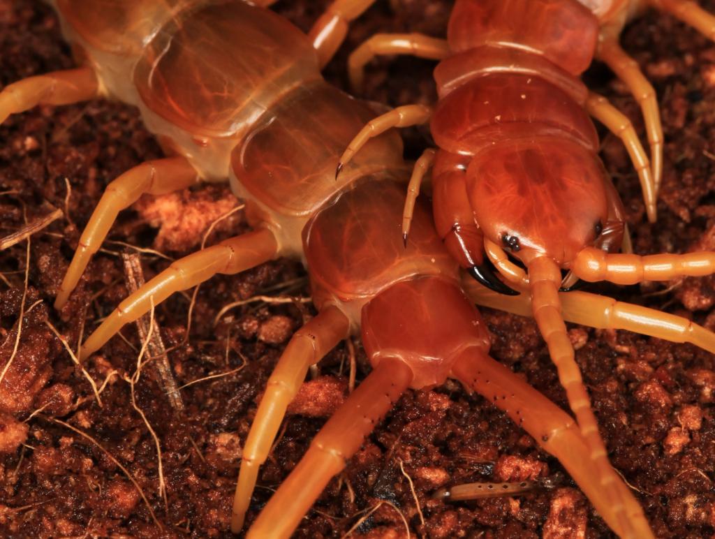 scolopendra sp &quot;robusta&quot;