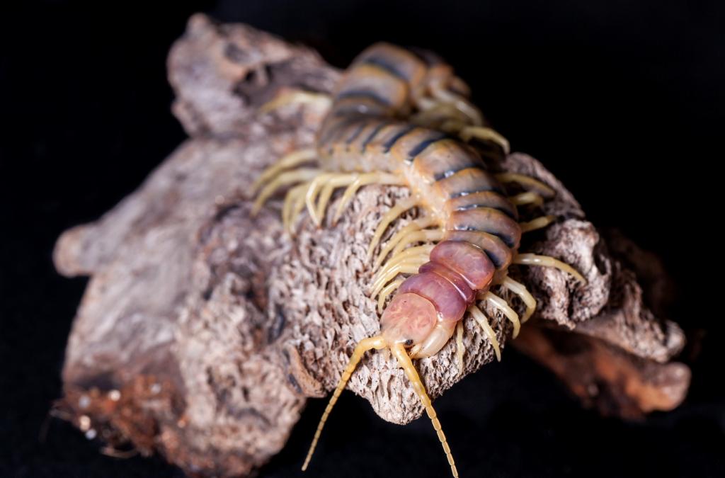 scolopendra sp "robusta"