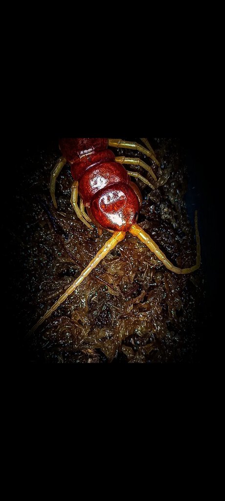 Scolopendra sp Sulawesi Red with three forcipules post molt