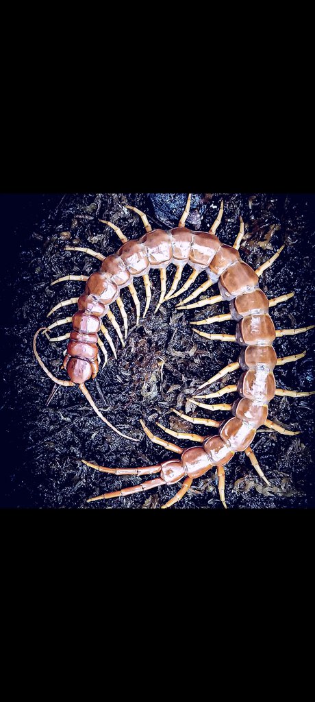 Scolopendra sp. Sulawesi Red with three forcipules premolt