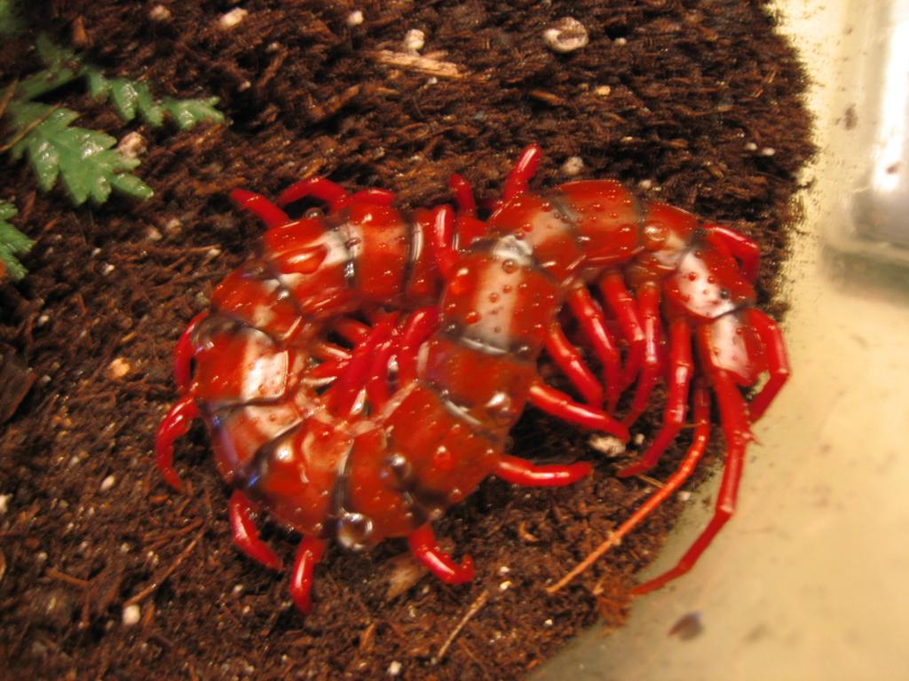 Scolopendra sp