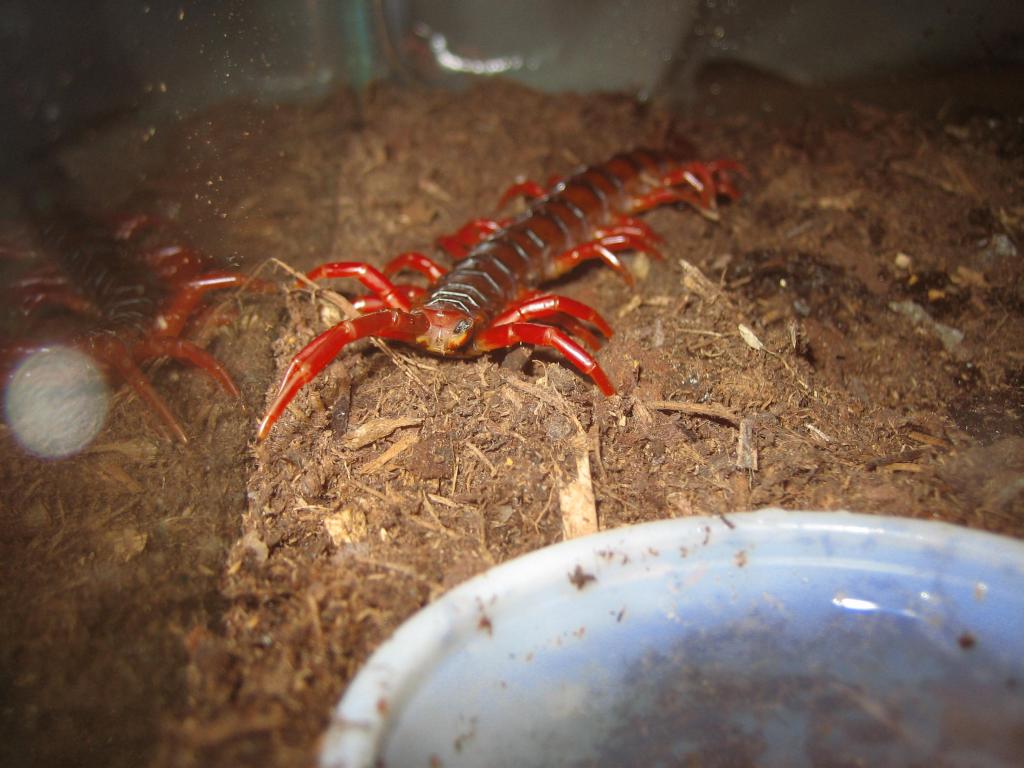 Scolopendra sp