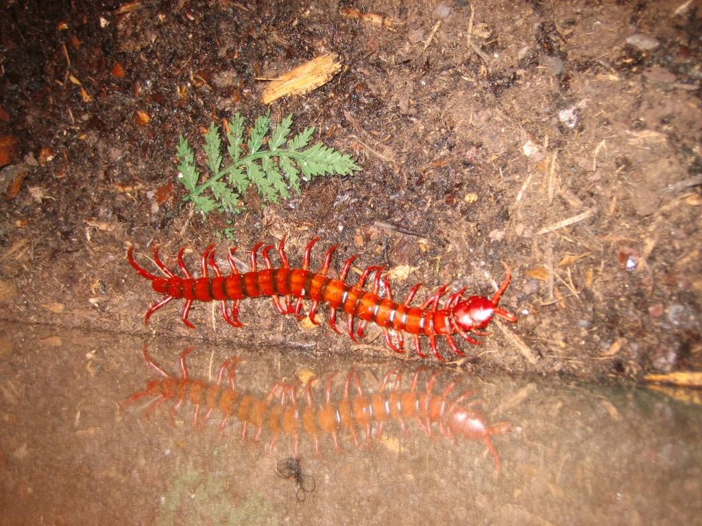 Scolopendra sp