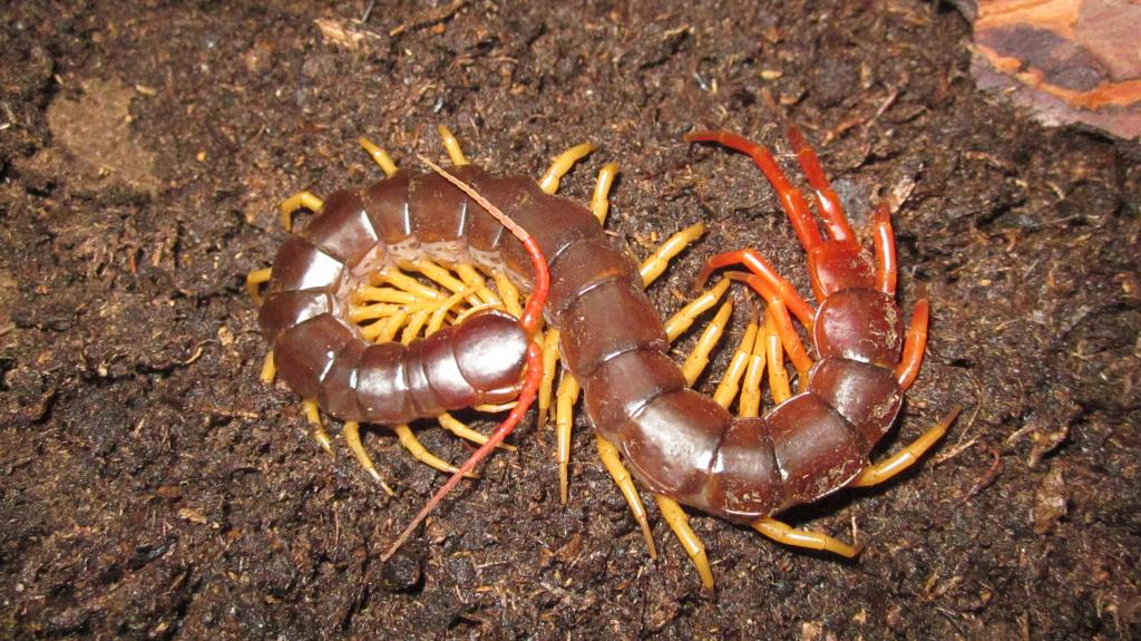 Scolopendra Sp