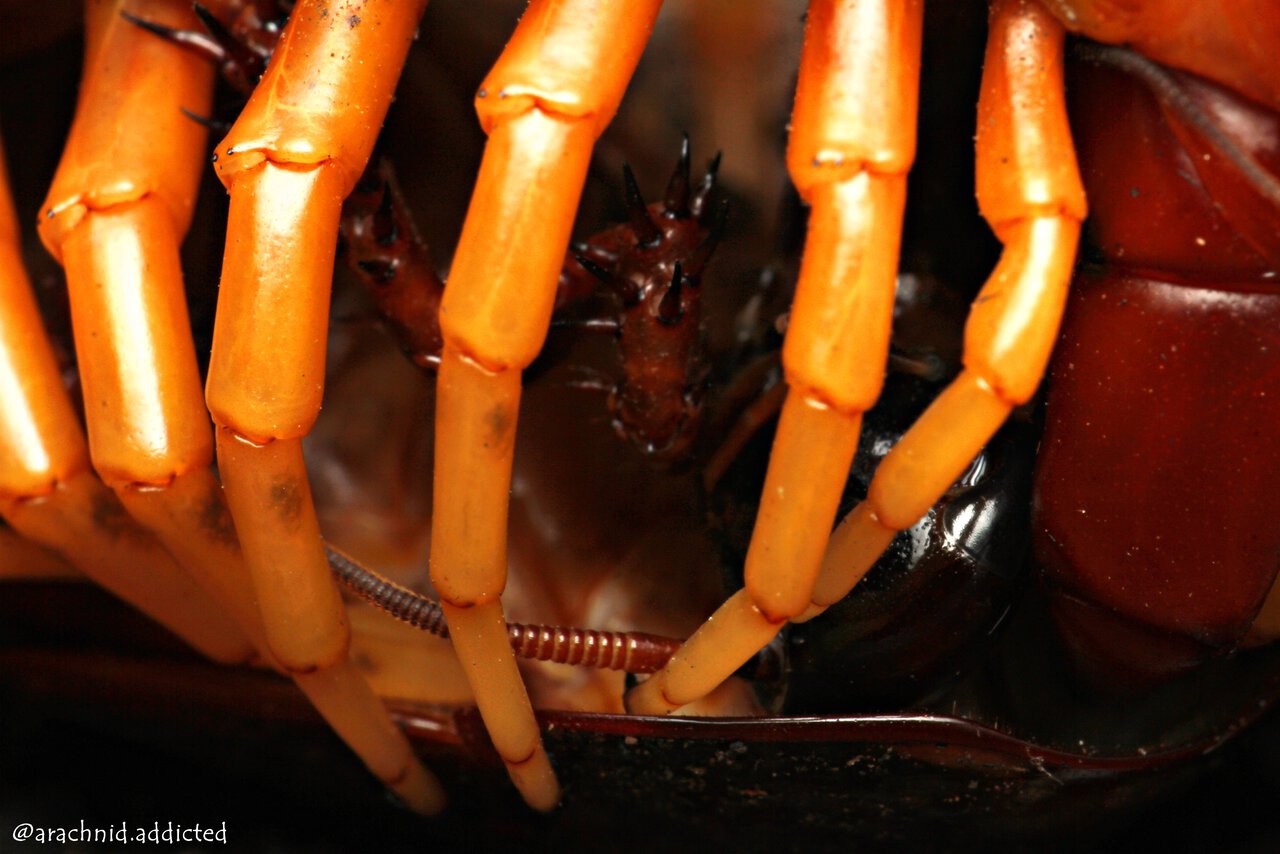 Scolopendra spinipriva.