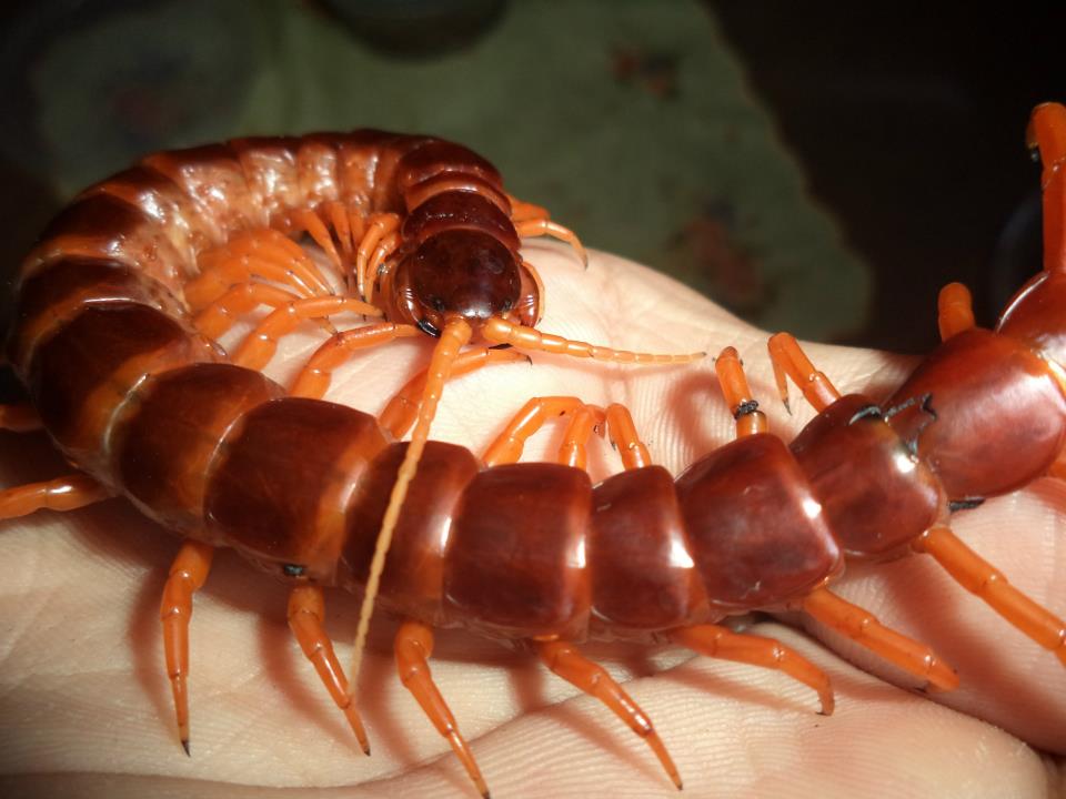 Scolopendra Spinosissima