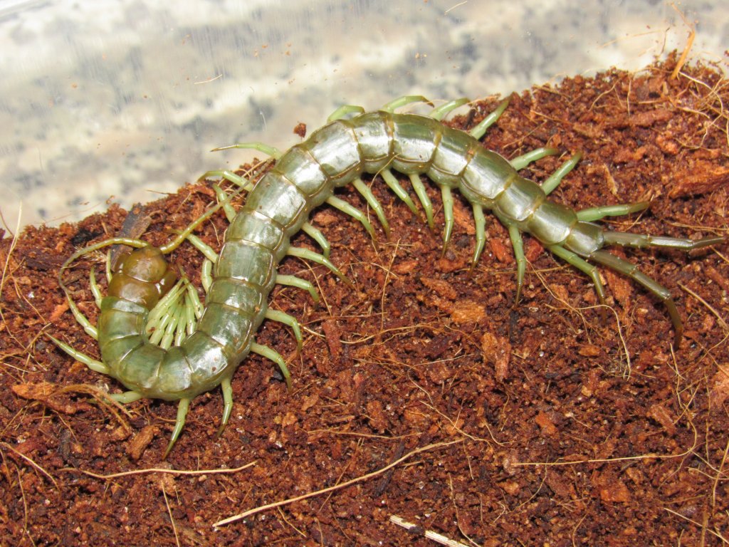 Scolopendra Subcrustalis