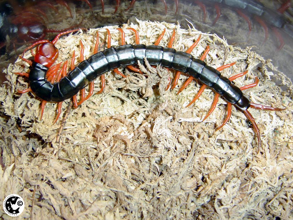 Scolopendra Subsnipes Mutilans Red