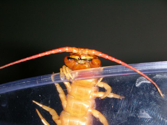 Scolopendra Subspinies De Hanni Mau Chau