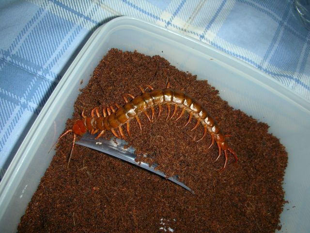 Scolopendra Subspinies (Hong Kong)