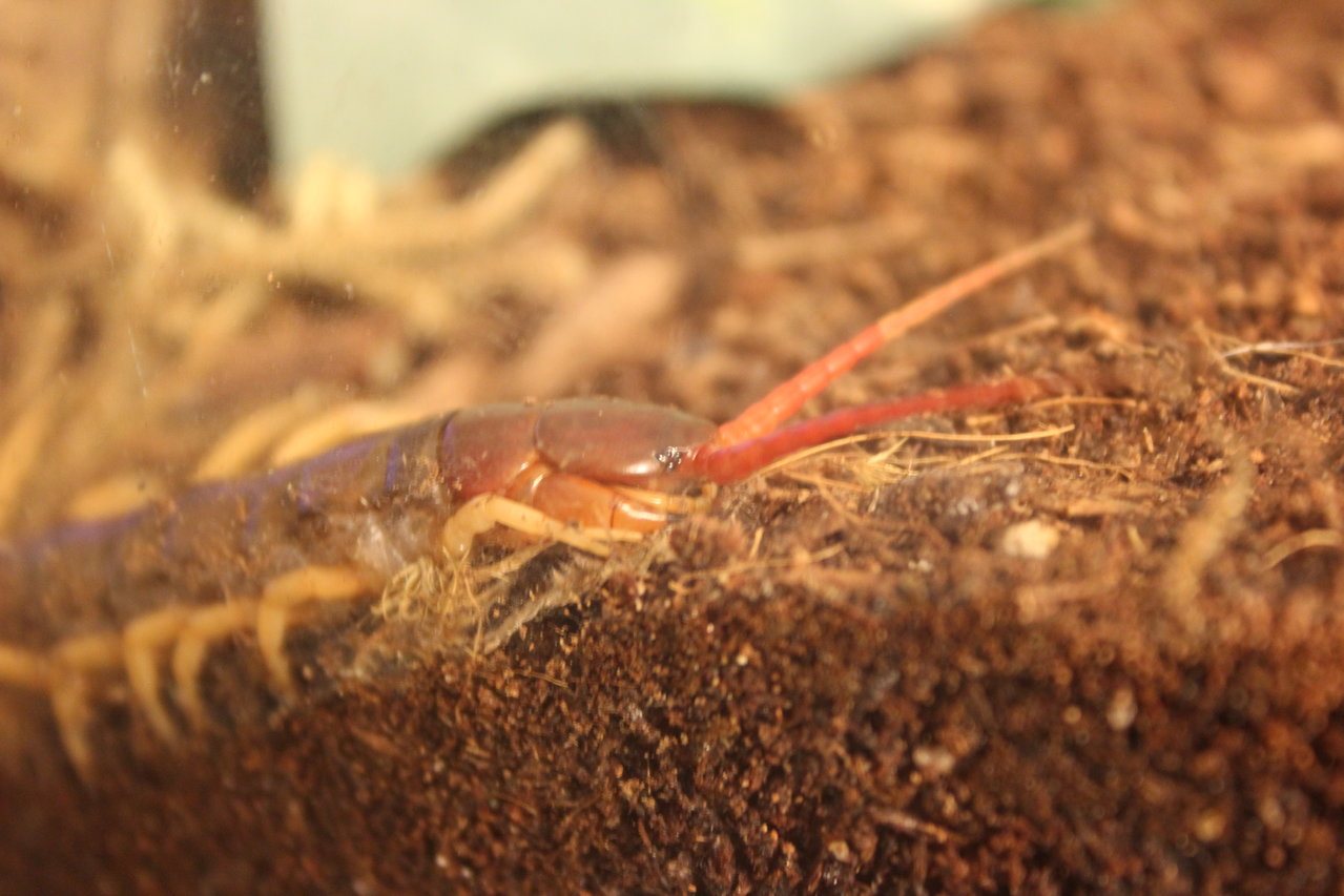 scolopendra subspinipes.111