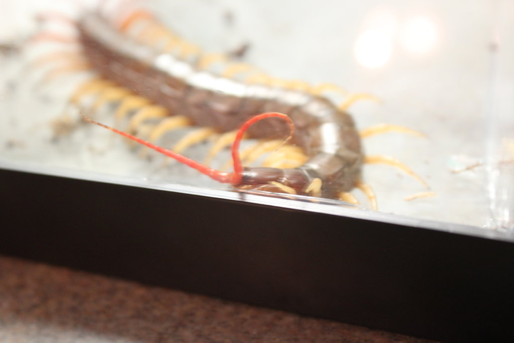 Scolopendra subspinipes 2