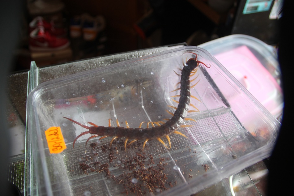 Scolopendra subspinipes and her new home