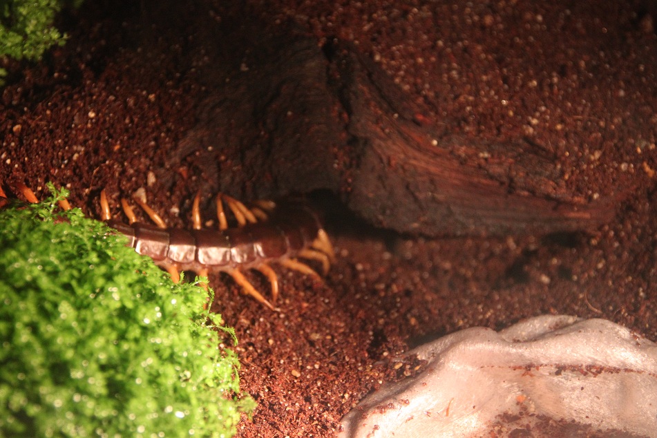 Scolopendra subspinipes and her new home