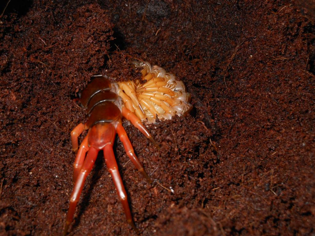 Scolopendra subspinipes brood