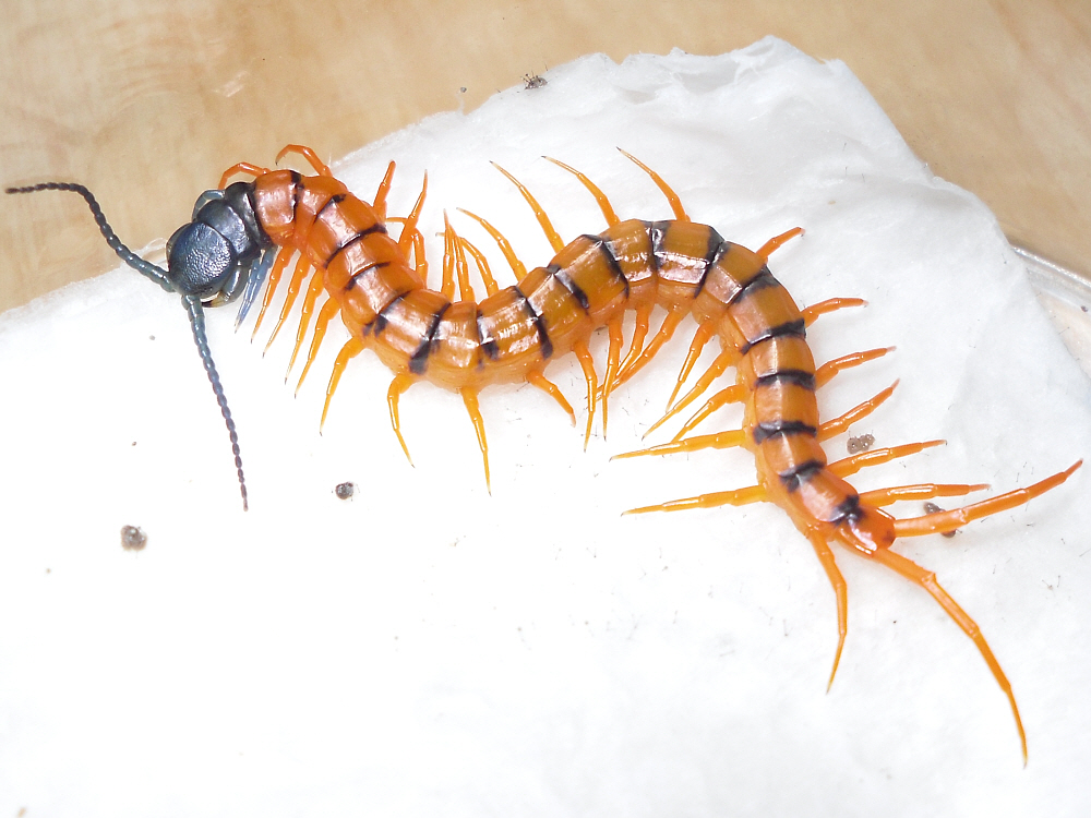 Scolopendra subspinipes de haani Cherry red