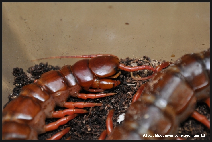 Scolopendra subspinipes de haani "China"