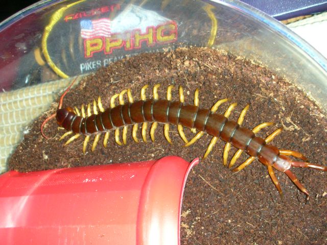 Scolopendra subspinipes de haani Mai Chau