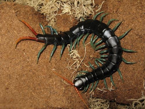 Scolopendra Subspinipes Dehaani ‘tricolor’