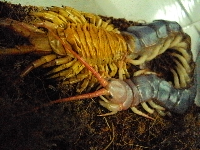 Scolopendra Subspinipes Dehaani "molting"