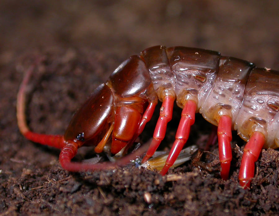 Scolopendra subspinipes dehaani Vietnam