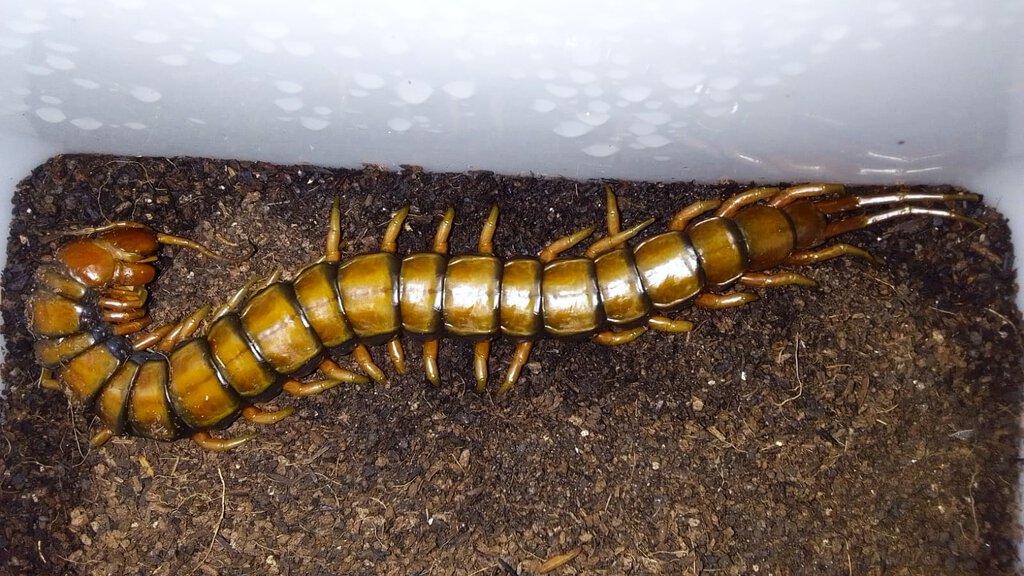 Scolopendra subspinipes fulgurans