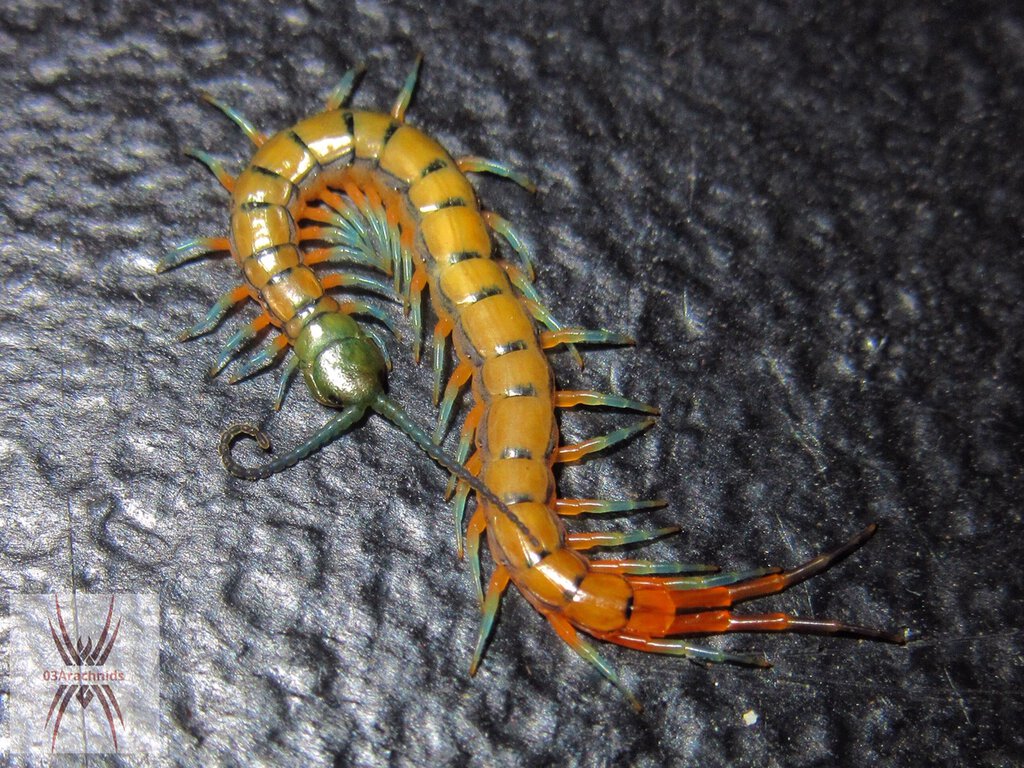 Scolopendra subspinipes 'Hawaiian Coastal'