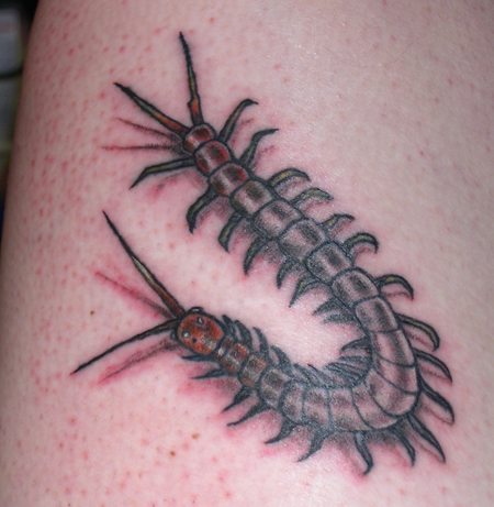 Scolopendra subspinipes mutilans tattoo