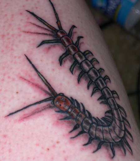 Scolopendra subspinipes mutilans tattoo