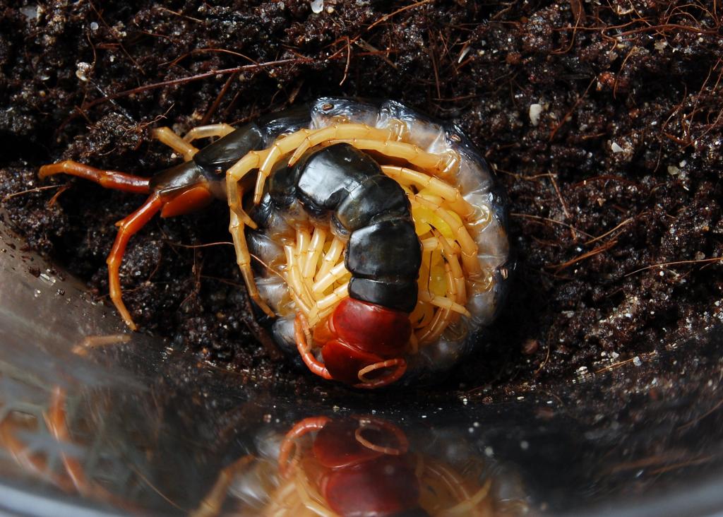 Scolopendra Subspinipes Mutilans