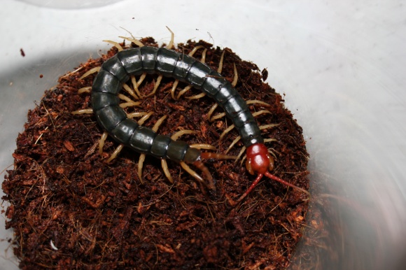 Scolopendra subspinipes mutilans