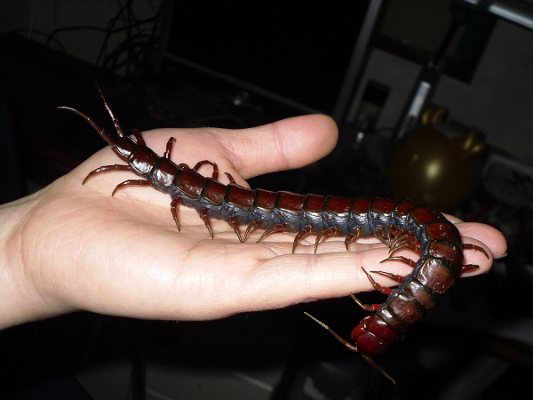 Scolopendra Subspinipes Subspinipes