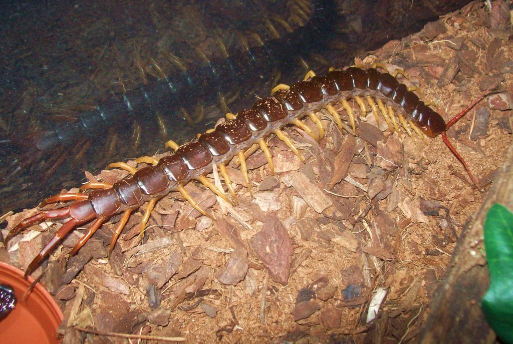 scolopendra subspinipes subspinipes