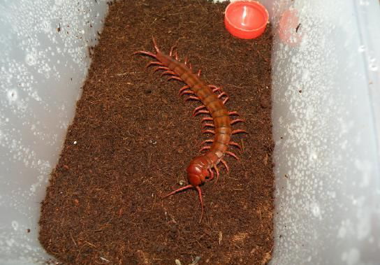 Scolopendra subspinipes subspinipes