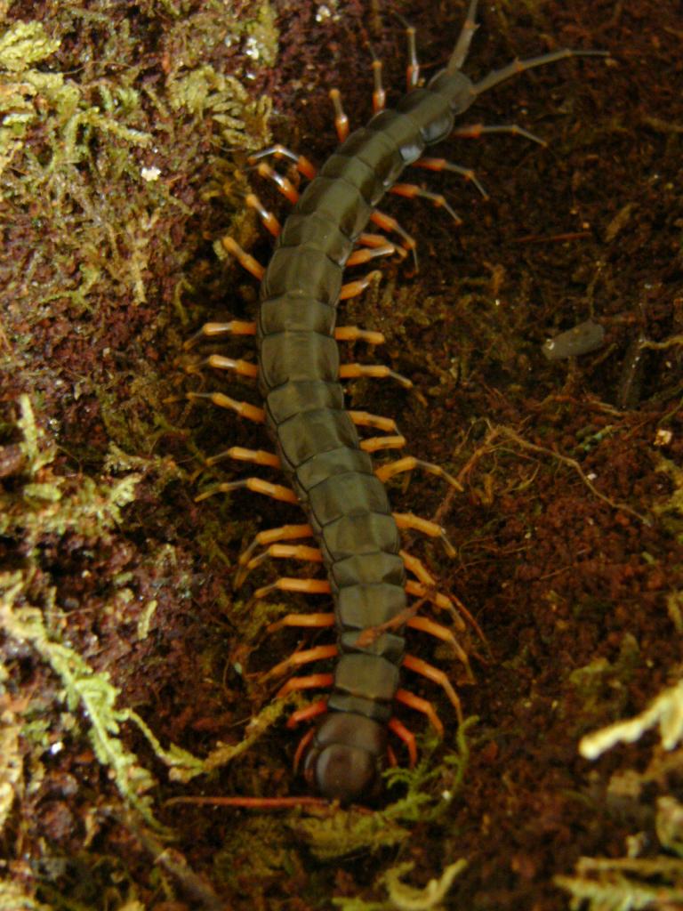 Scolopendra subspinipes 'Tigerlegs'