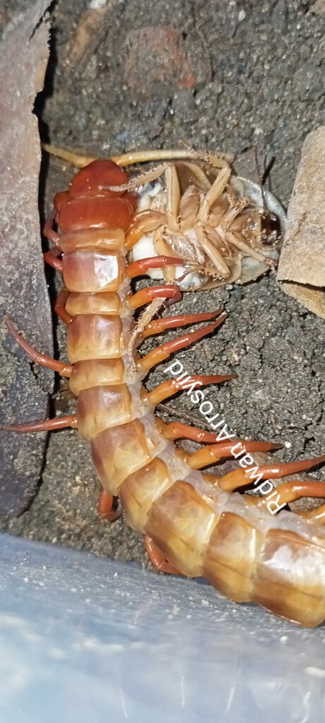 Scolopendra subspinipes Toraja