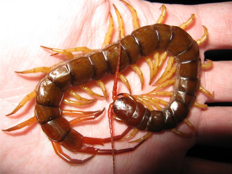 Scolopendra Subspinipes