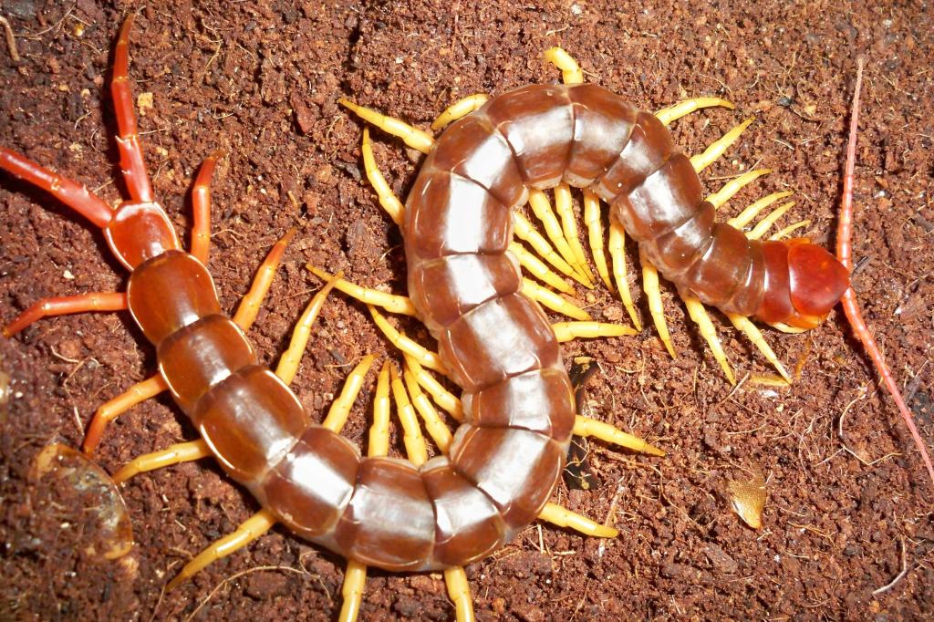 Scolopendra subspinipes