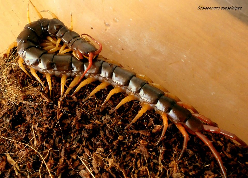 Scolopendra subspinipes