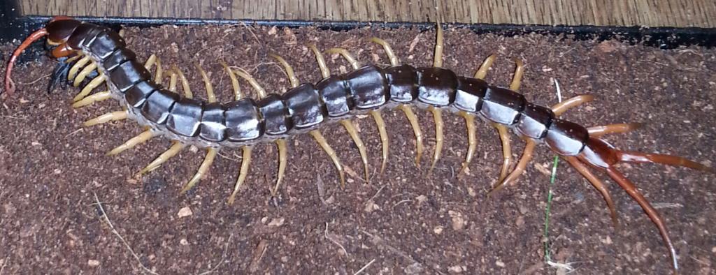 Scolopendra Subspinipes